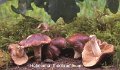 Hebeloma theobrominum-amf881